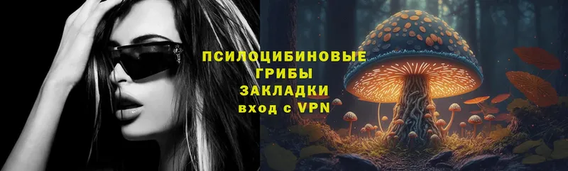 как найти   Куровское  Галлюциногенные грибы Psilocybe 